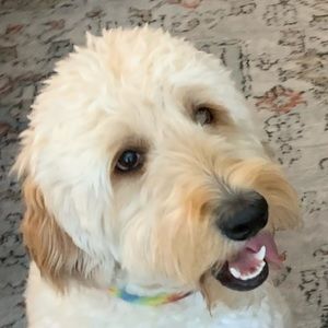 Meet your Posher, Madi